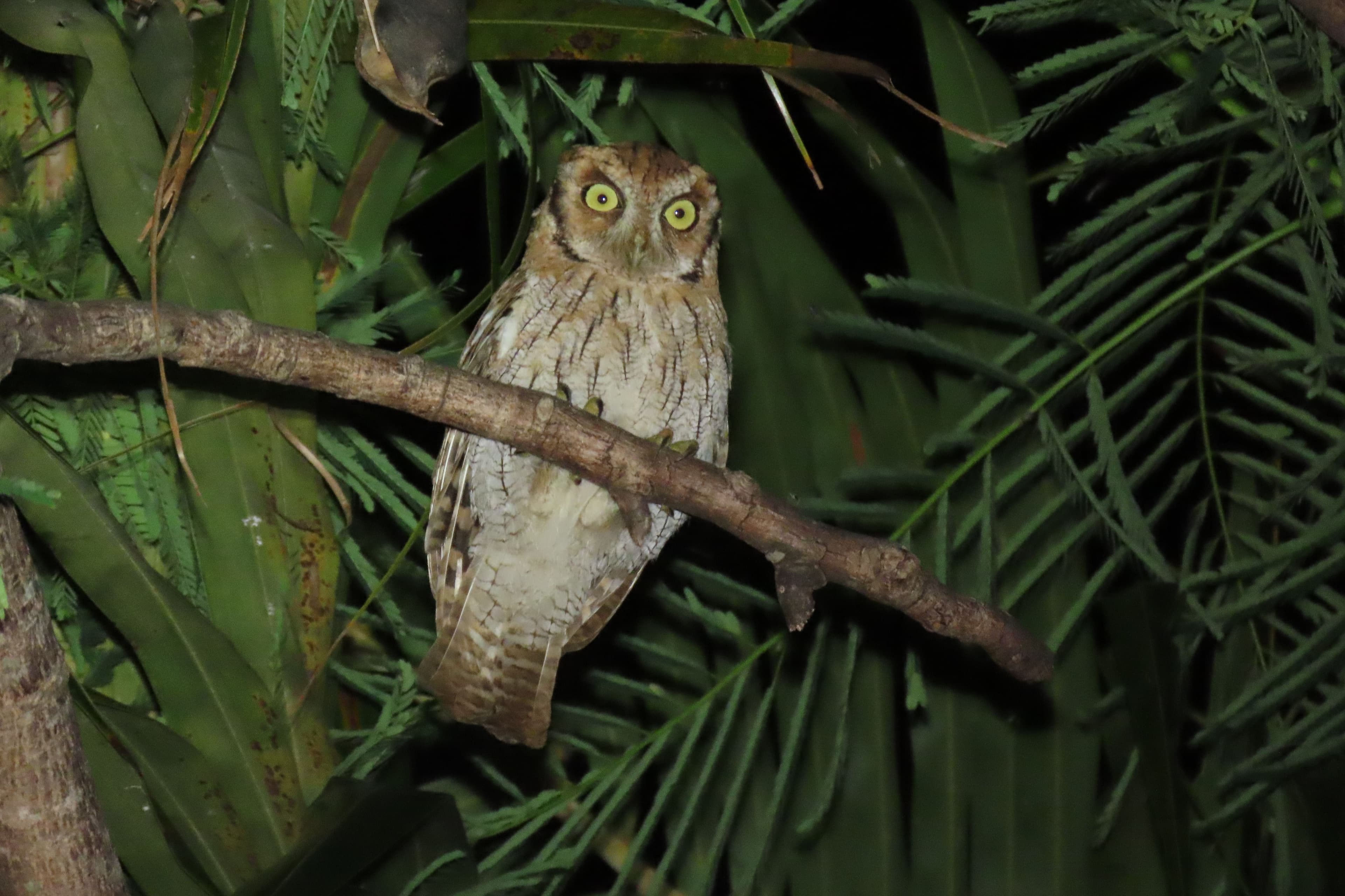 Dive into Bolivia’s wild side with a journey through the Amazon, spotting exotic wildlife in the Pampas and exploring the pristine rainforests of Madidi National Park.