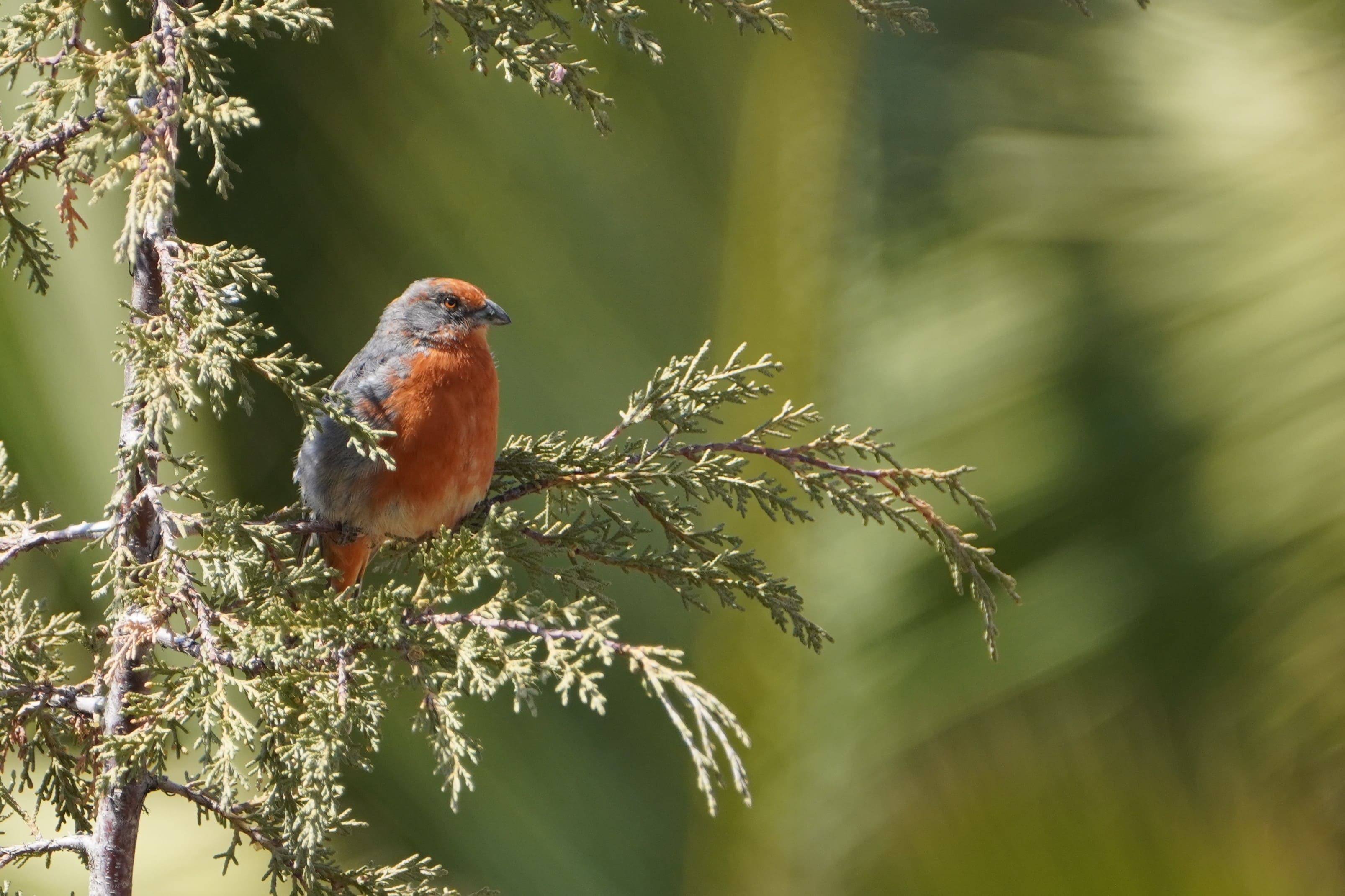 Discover the stunning natural beauty and unique biodiversity of Auquisamaña, a protected area in La Paz featuring dramatic landscapes, rich wildlife, and ancient rock formations perfect for exploration and adventure.
