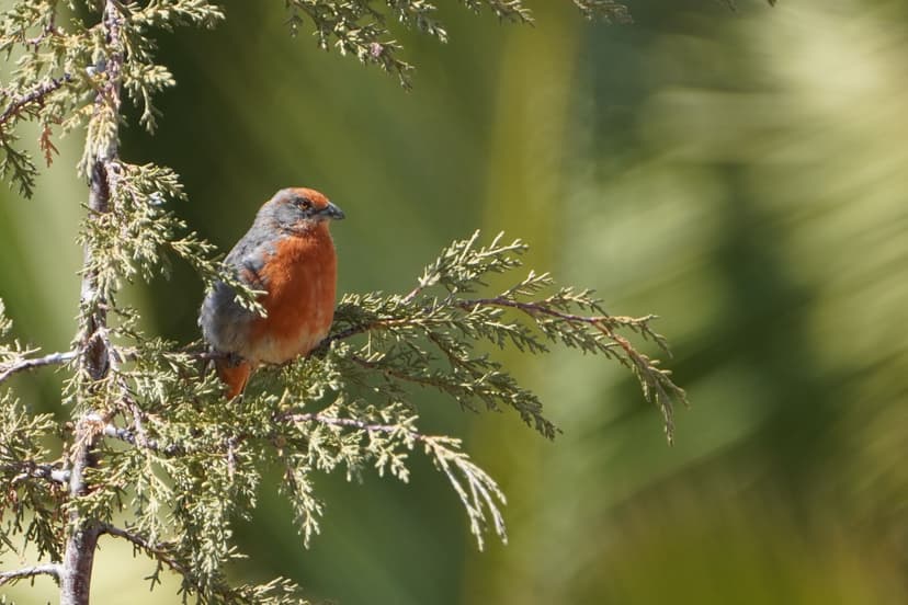 Auquisamaña Protected Area