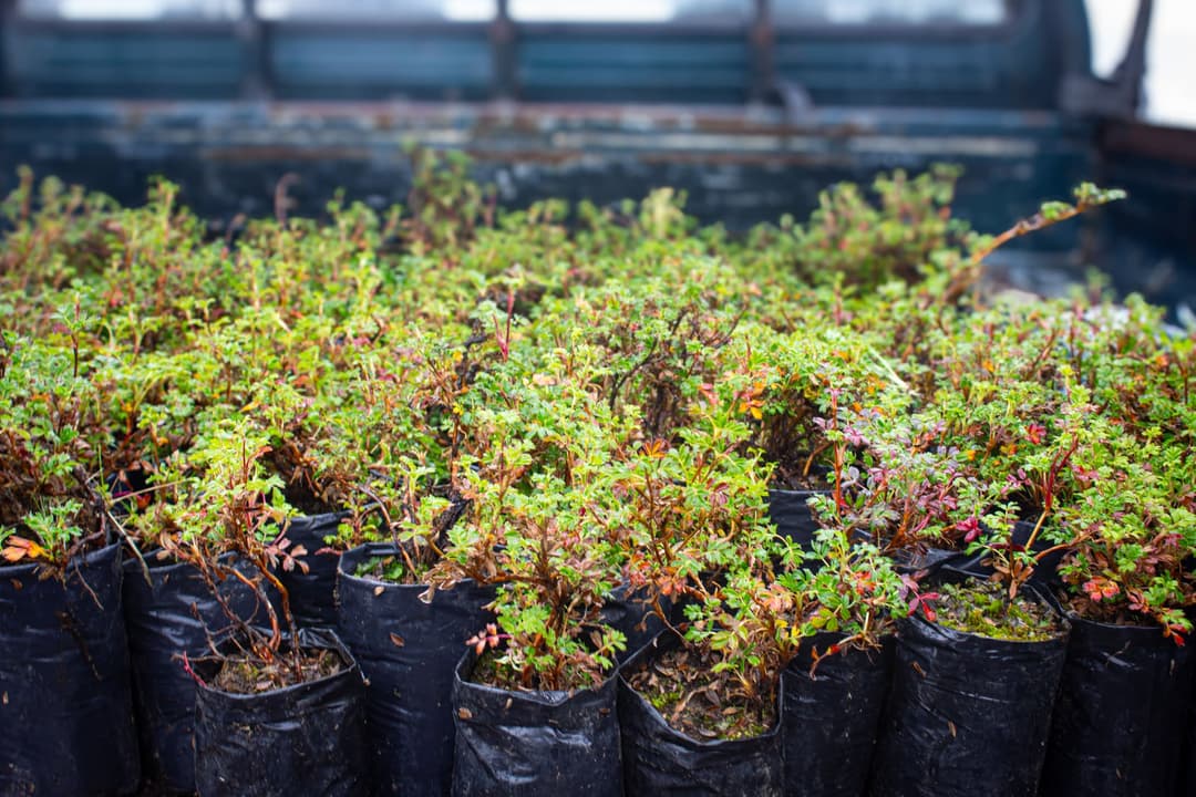 Image of various plants.